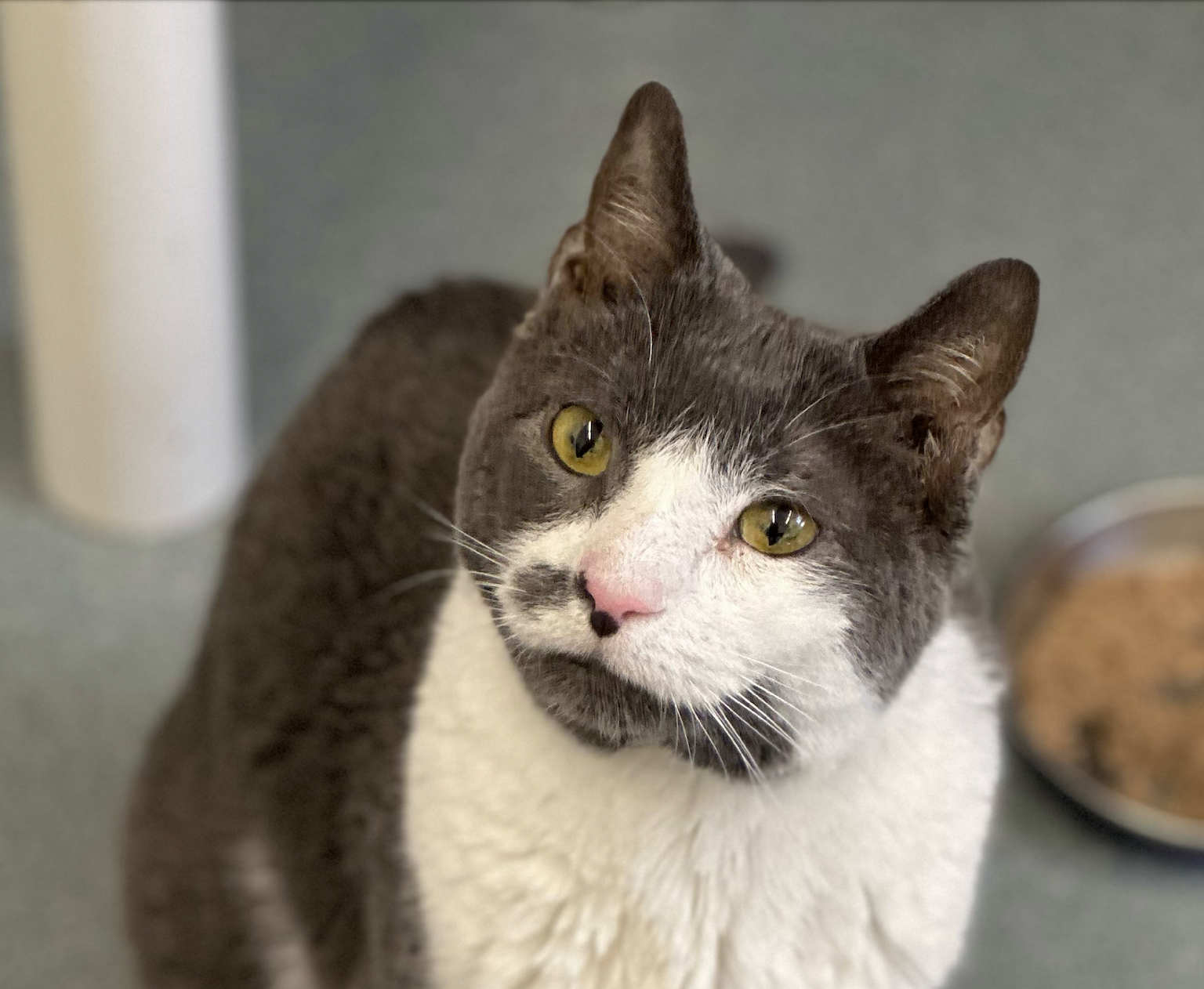 Shop — HART of Maine - Adoption Center & Shelter for Cats